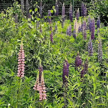 Large Peaceful For Mountain Adventures! Perfect For Flegere And Grand Montet Skiing Chamonix